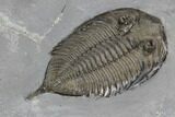 Dalmanites Trilobite Fossil - New York #99092-4